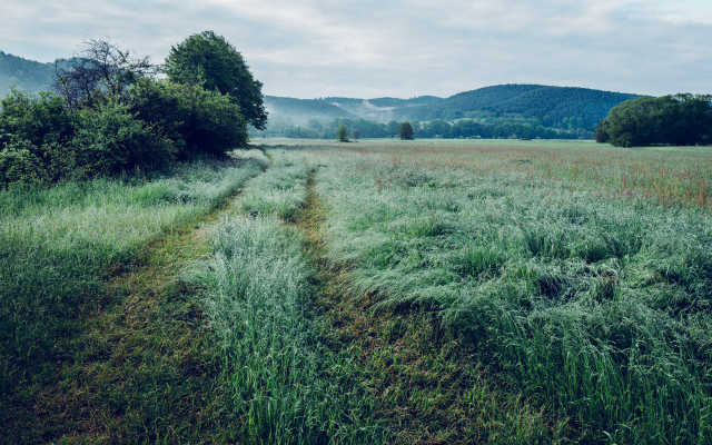 6000x4000 pix. Wallpaper field, grass, nature, dew
