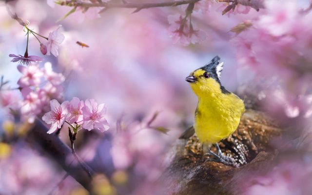 2048x1365 pix. Wallpaper yellow tit, machlolophus holsti, spring, taiwan, bird, sakura, animals, nature