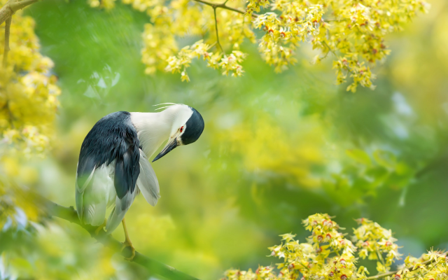 2048x1365 pix. Wallpaper black-crowned night heron, bird, flowering, taiwan, animals, nature