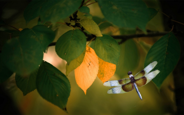1920x1080 pix. Wallpaper branch, leaves, dragonfly, macro, insects, animals, nature