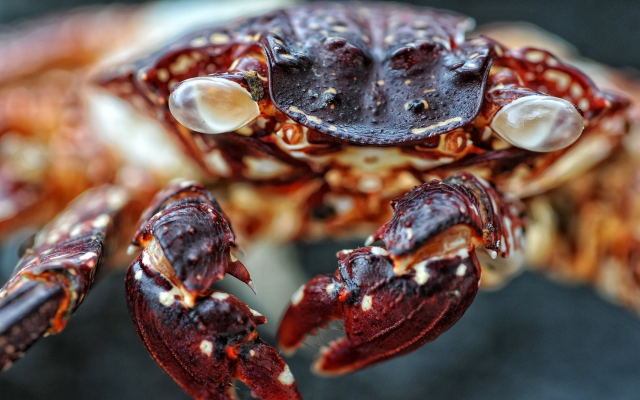 2560x1571 pix. Wallpaper crab, predator, animals