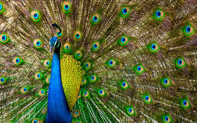 2048x1152 pix. Wallpaper bird, peacock, tail, feathers, animals