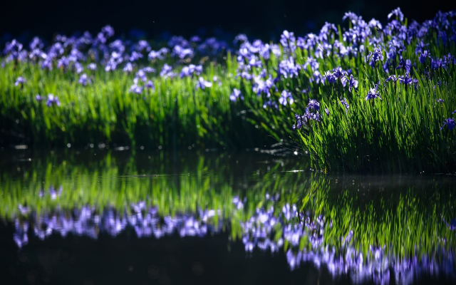 2000x1333 pix. Wallpaper irises, spring, water, nature, reflection