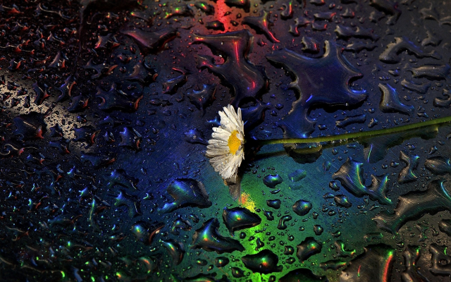 2000x1328 pix. Wallpaper daisy, water drops,drops, flowers, nature