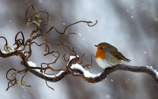 2048x1425 pix. Wallpaper nature, winter, branch, snow, bird, robin, european robin