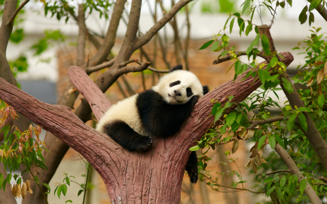 5424x3744 pix. Wallpaper animals, cub, panda, branche, dream