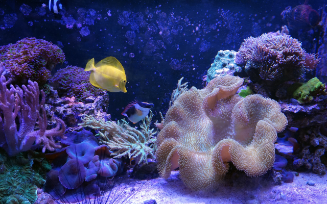 5456x3632 pix. Wallpaper corals, fish, purple, seabed, underwater world, aquarium, animals
