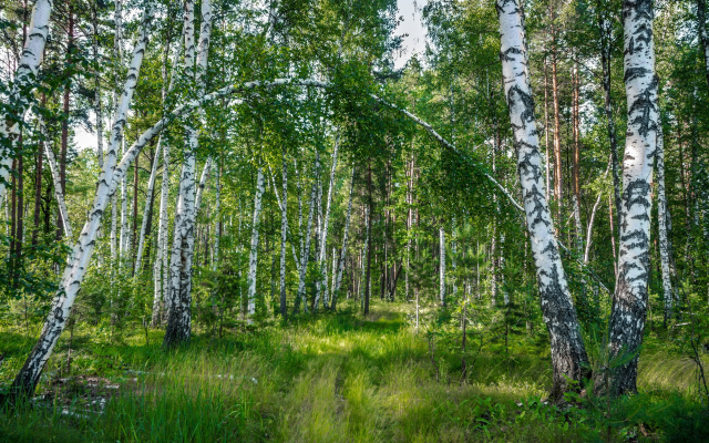 1920x1200 pix. Wallpaper nature, summer, forest, tree, birch, grass