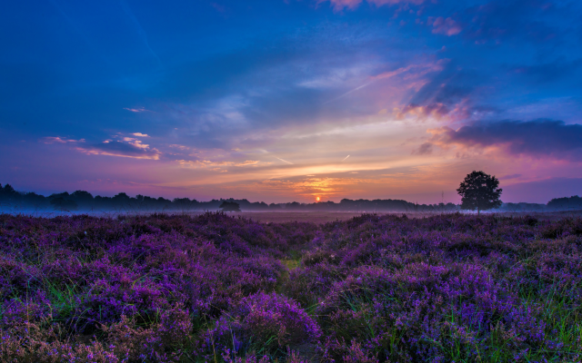6913x4015 pix. Wallpaper sunset, sky, field, flowers, nature, landscape, lavender