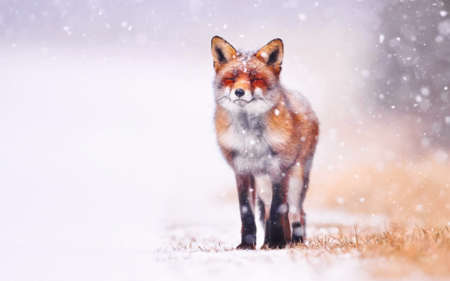 2560x1600 pix. Wallpaper fox, red fox, winter, snow, art, animals