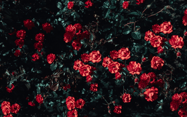 6000x4000 pix. Wallpaper roses, bush, garden, sunlight, flowers, nature