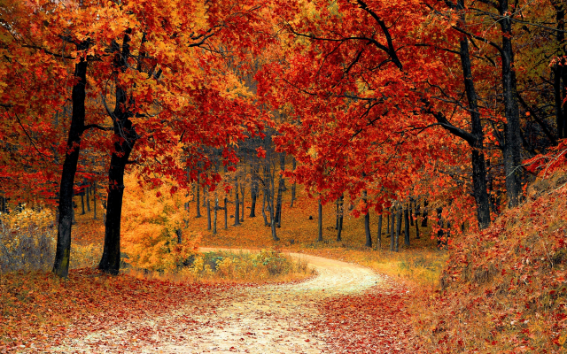 3456x2304 pix. Wallpaper autumn, park, trees, leaf, nature
