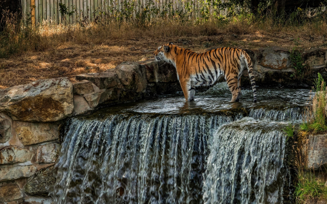 2560x1600 pix. Wallpaper tiger, waterfall, zoo, animals