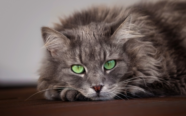 2880x1800 pix. Wallpaper gray,cat, green eyes, animals, cat