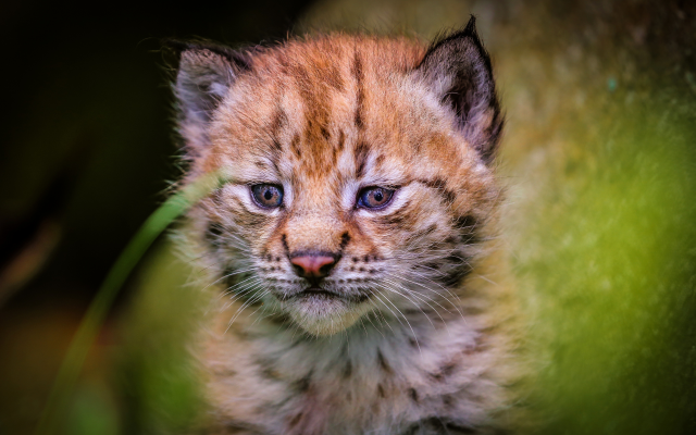 3840x2400 pix. Wallpaper lynx, cub, wildlife, animals