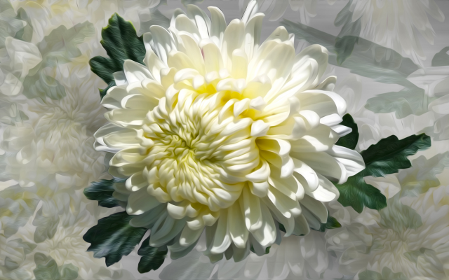 1920x1080 pix. Wallpaper chrysanthemum, graphic arts, flowers, petals