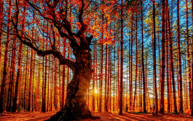 2560x1600 pix. Wallpaper forest, tree, sun, rays of the sun, nature