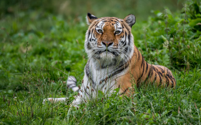 4543x2736 pix. Wallpaper grass, tiger, portrait, wild cat, animals