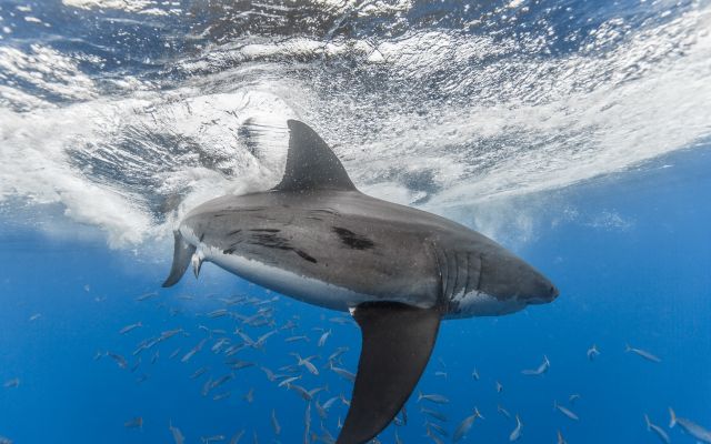 2560x1707 pix. Wallpaper shark, underwater, white shark, animals, sea