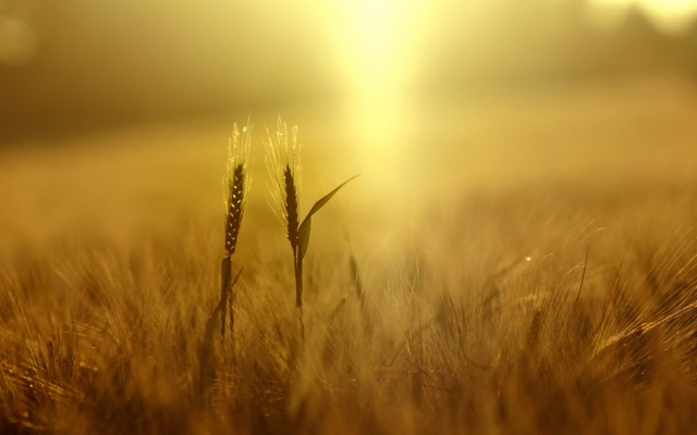 1920x1080 pix. Wallpaper wheat, plants, nature, field, depth of field, yellow, spikelets, sunlight