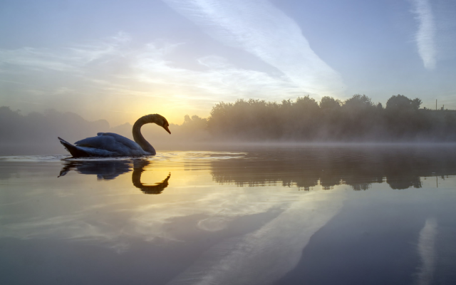 2048x1152 pix. Wallpaper crime lake, fog, lake, reflection, bird, england, morning, swan, nature