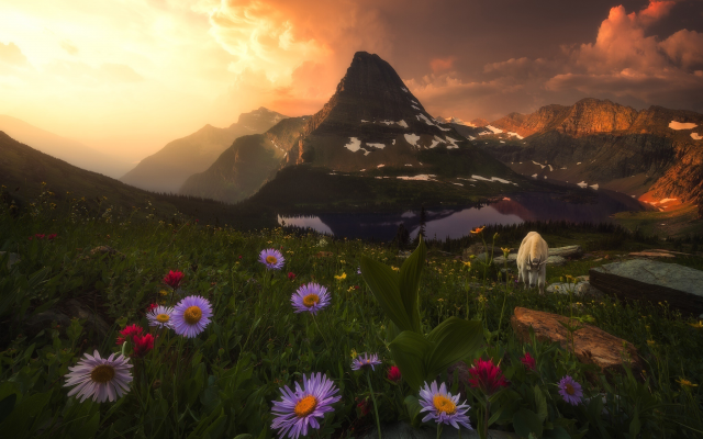 2048x1333 pix. Wallpaper nature, mountains, landscape, grass, flowers, sunset, goat