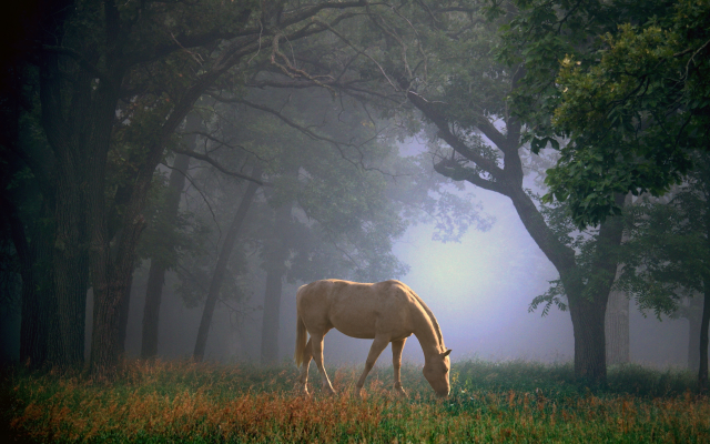 2880x1920 pix. Wallpaper horse, animals, nature, fog