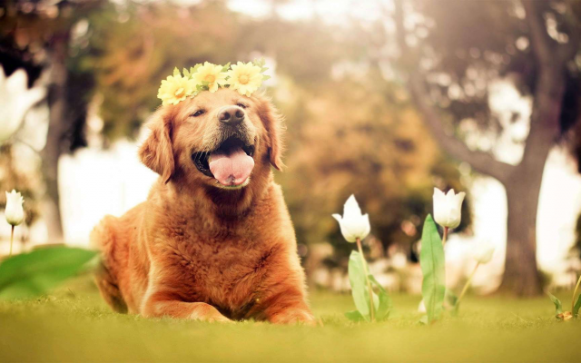 1920x1080 pix. Wallpaper dog, animals, nature, tulips, flowers, open mouth, golden retrievers