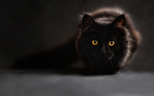 3235x2157 pix. Wallpaper animals, cat, eyes, black cat