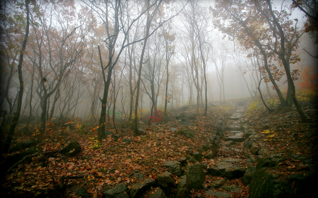 4368x2912 pix. Wallpaper forest, fog, morning, autumn, leaf