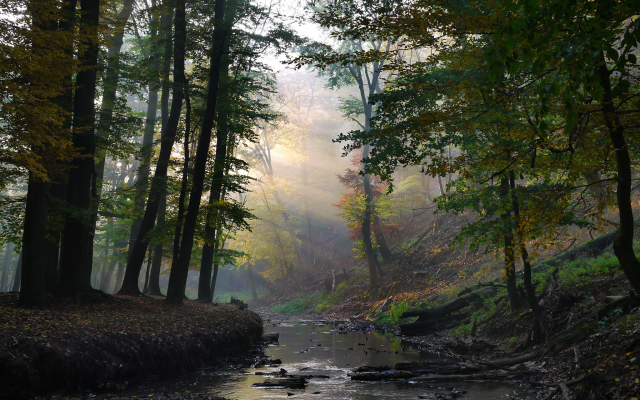 2048x1536 pix. Wallpaper autumn, forest, sun rays, nature, river