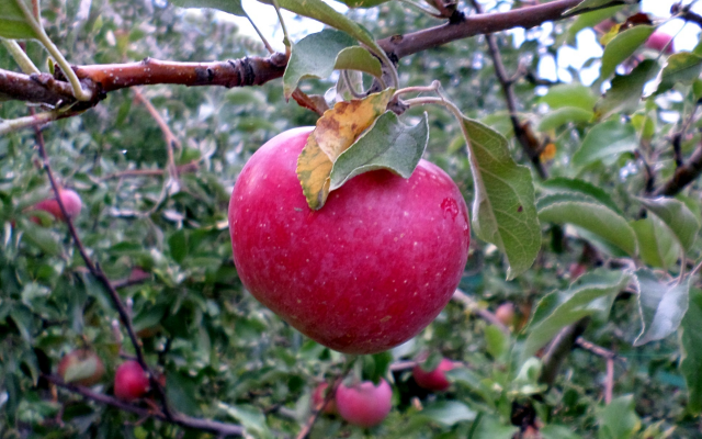 1920x1440 pix. Wallpaper apple, apple tree, nature