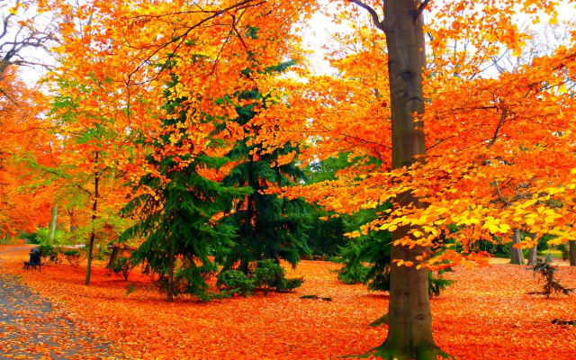 1920x1200 pix. Wallpaper autumn, park, bench, tree, nature