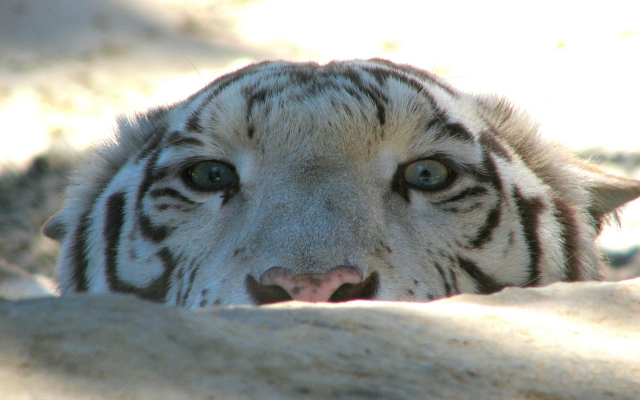 2560x1600 pix. Wallpaper tiger, wild cat, predator, animals, eyes
