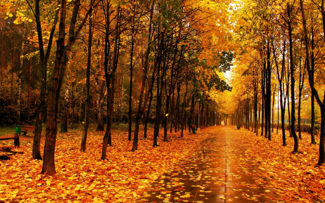 2560x1600 pix. Wallpaper autumn, leaf, alley, forest, tree