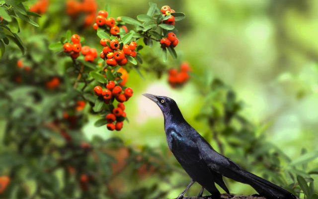2048x1421 pix. Wallpaper american crow, nature, branches, leaves, berries, bird, animals