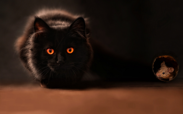 2500x1660 pix. Wallpaper cat, black cat, mouse, animals