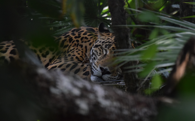 5120x3413 pix. Wallpaper jaguar, muzzle, predator, sleep, animals
