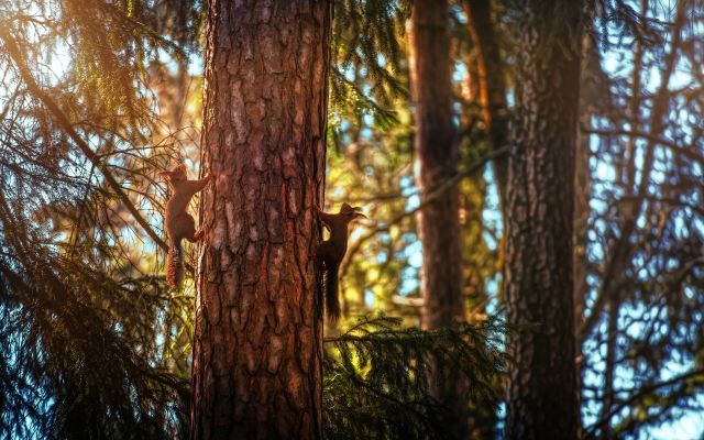 2560x1600 pix. Wallpaper squirrel, leaf, tree, autumn, animals