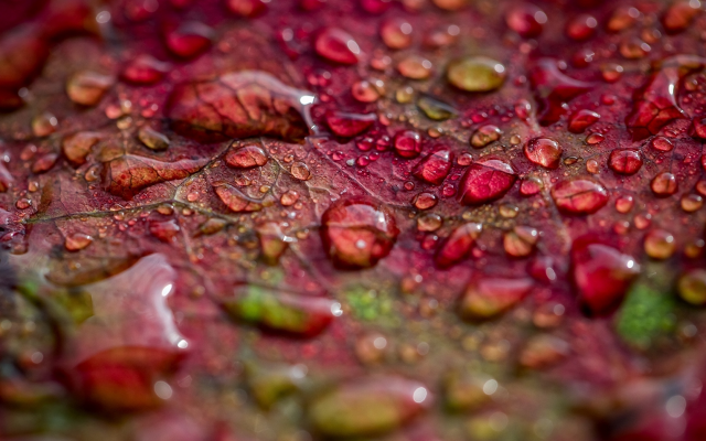 2560x1440 pix. Wallpaper autumn, leaf, water drops, macro, nature