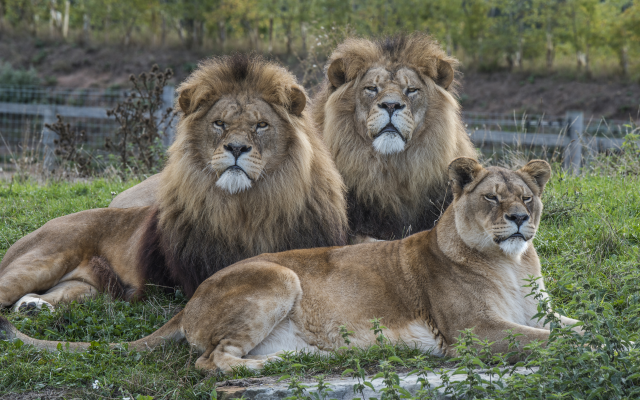 4200x2645 pix. Wallpaper lion, animals, lioness