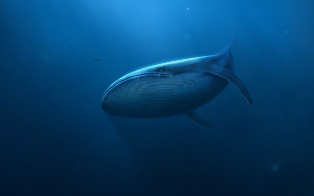 1920x1080 pix. Wallpaper blue whale, whale, underwater, animals, art