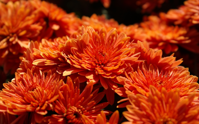 3888x2592 pix. Wallpaper orange, flowers, chrysanthemum, closeup, nature