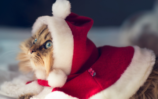 1920x1200 pix. Wallpaper cat, christmas, new year, animals