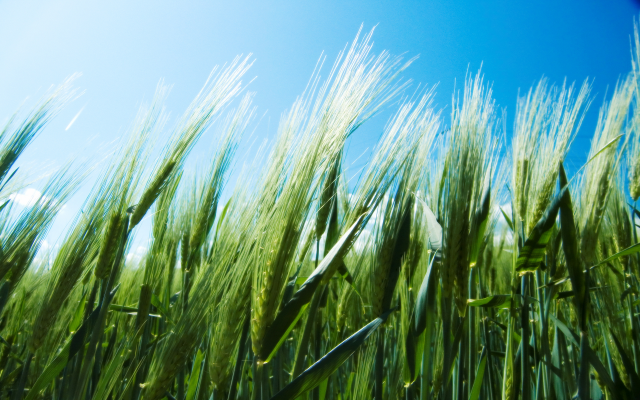 2560x1600 pix. Wallpaper field, wheat, summer, nature