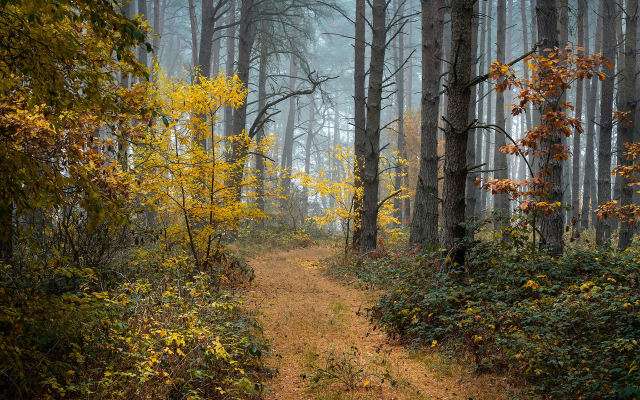 1920x1200 pix. Wallpaper autumn, forest, path, trees, fog, nature