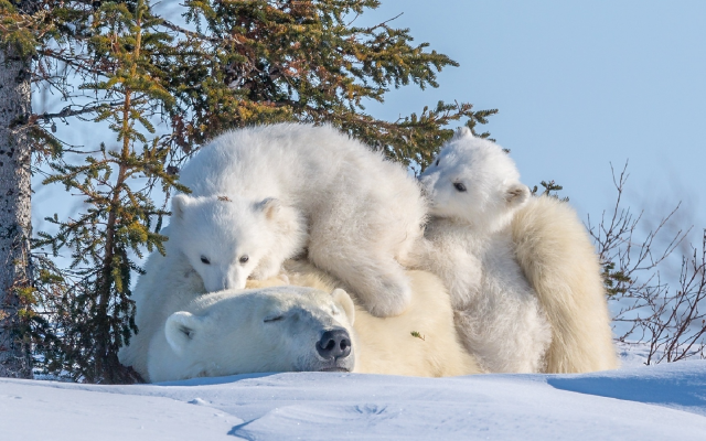 1920x1080 pix. Wallpaper animals, bear, polar bear, mother bear, bear cub, nature, winter, snow