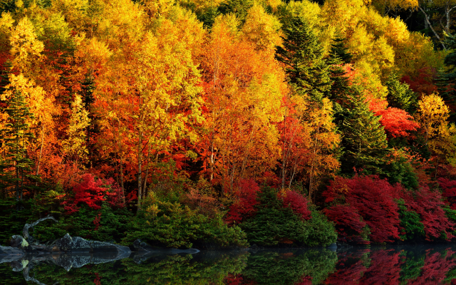 6000x4004 pix. Wallpaper autumn, trees, nature, paint, forest