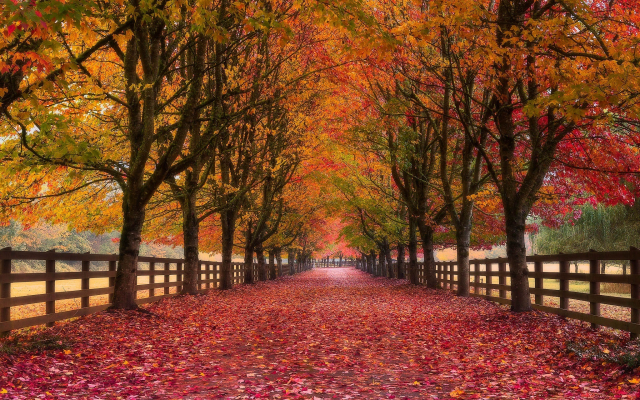2048x1365 pix. Wallpaper autumn, alley, nature, park, trees, fencing, foliage