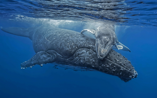 6124x3445 pix. Wallpaper humpback whale, whale, underwater, ocean, sea
